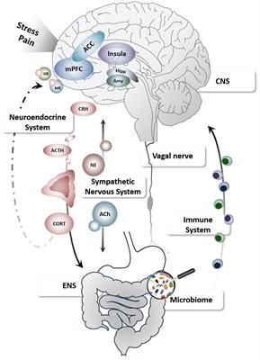 Connecting dots in disorders of gut-brain interaction: the interplay of stress and sex hormones in shaping visceral pain